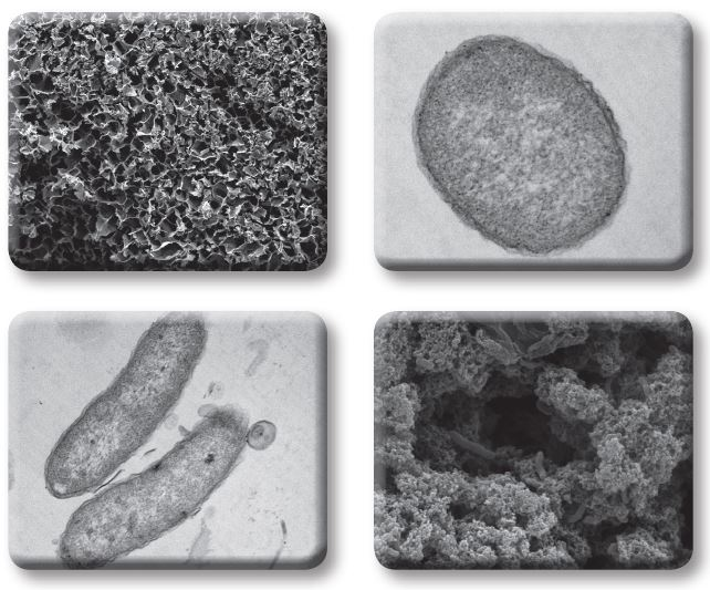 Vibrio 속 병원체에 대한 최적 장기보존법 개발